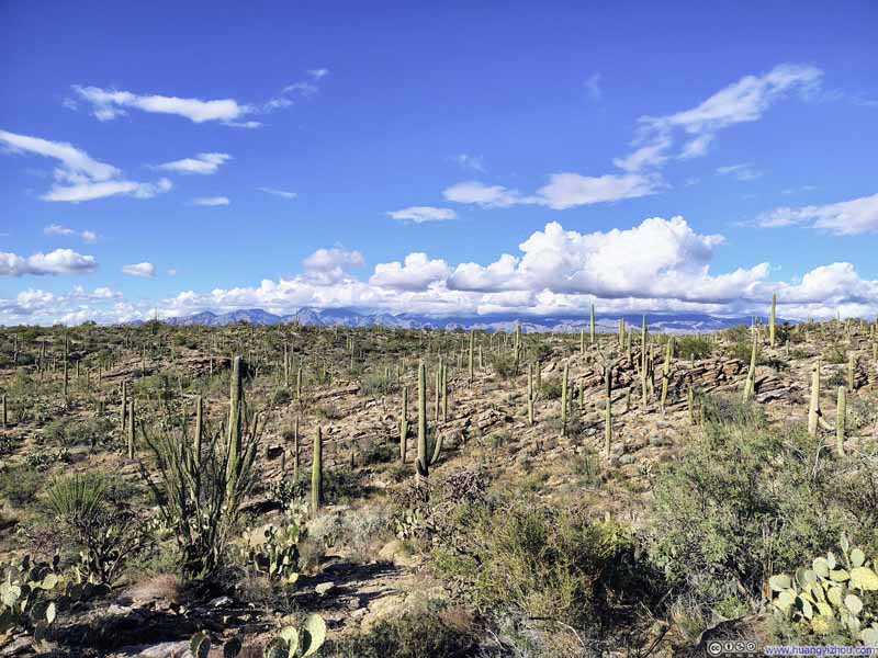 Field of Saguaros