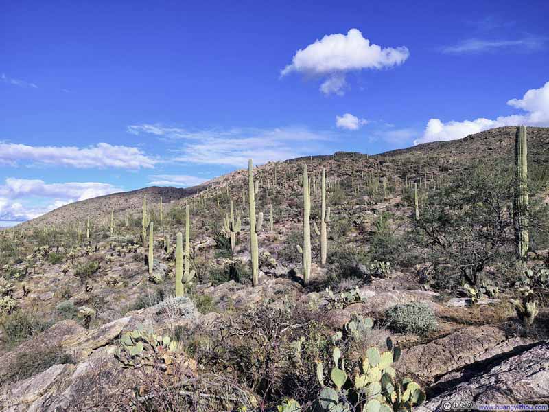 Field of Saguaros