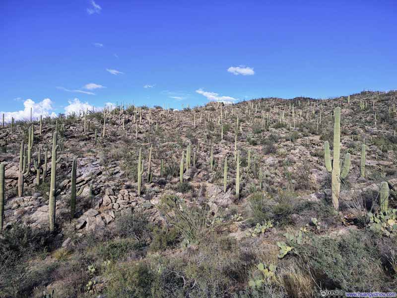 Field of Saguaros