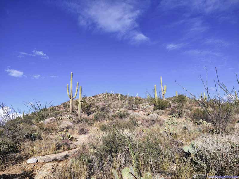 Saguaros along Trail