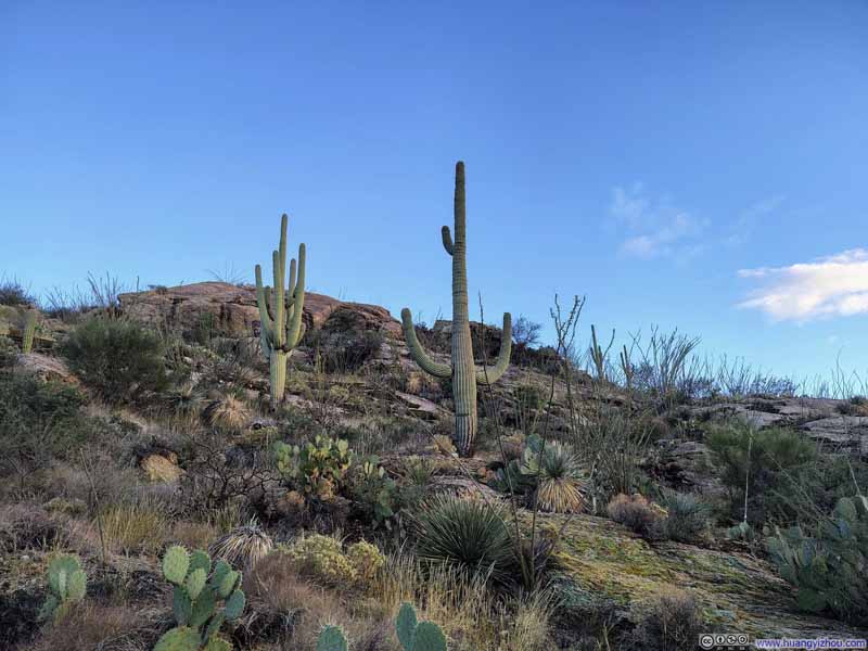 Saguaros along Trail