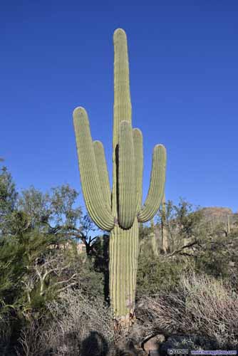 Saguaro