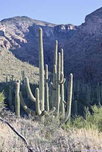 Saguaros
