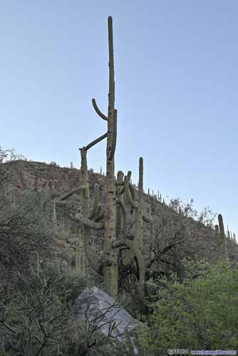 Saguaro