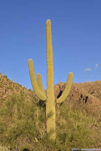 Saguaro