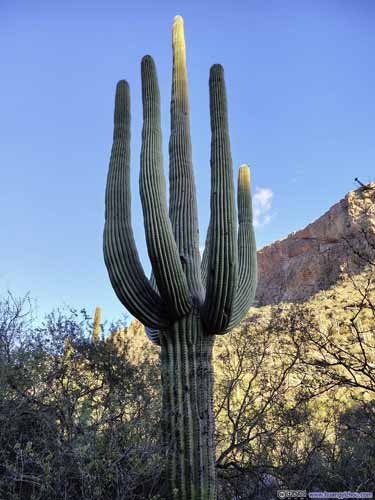 Saguaro