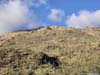 Hillside Decorated with Saguaros