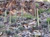 Saguaros along Trail