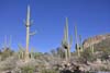 Saguaros