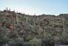 Hillside Decorated with Saguaros