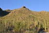 Hillside Decorated with Saguaros