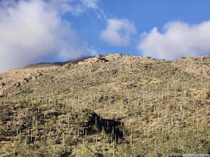 Hillside Decorated with Saguaros