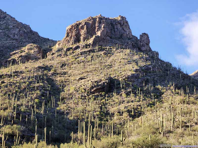 Hillside Decorated with Saguaros