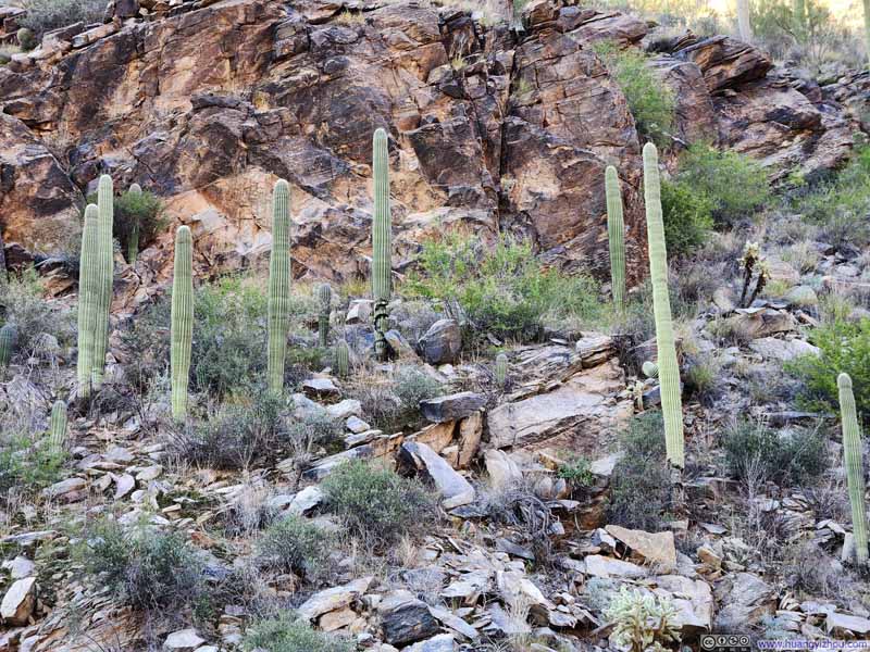 Saguaros along Trail