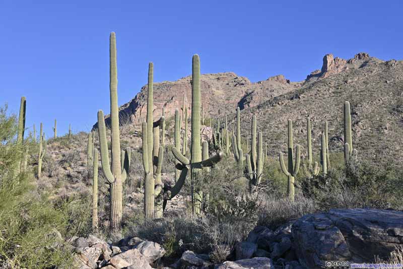 Saguaros