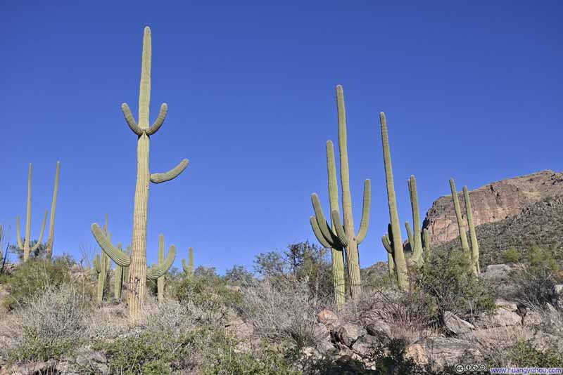 Saguaros