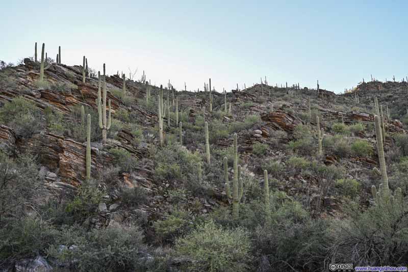 Hillside Decorated with Saguaros