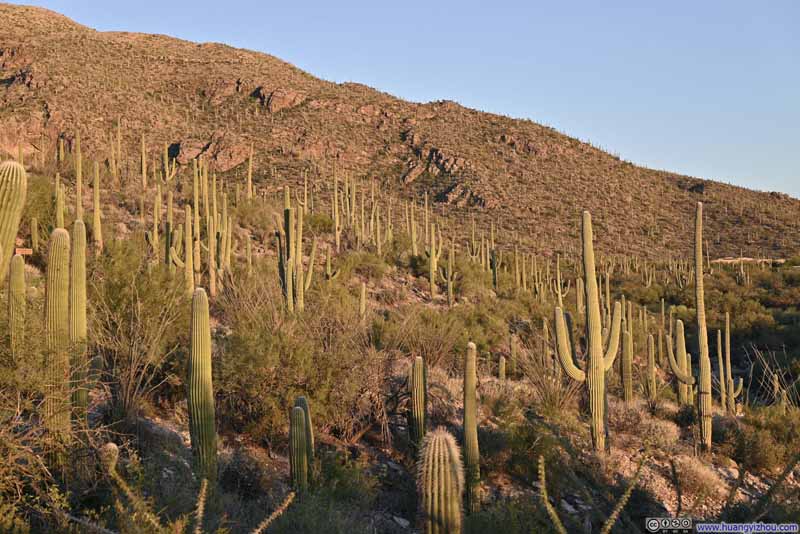 Hillside Decorated with Saguaros