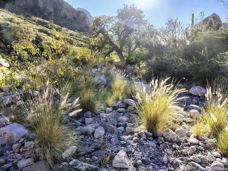 Dry Riverbed of Pima Wash