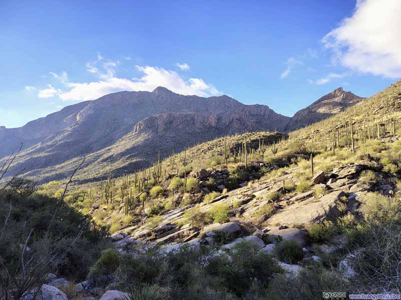 Hillside Decorated with Saguaros