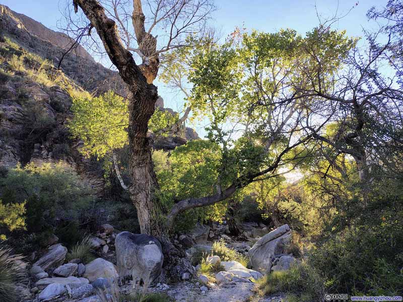 Trees along Pima Wash