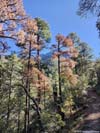 Late Foliage along Trail
