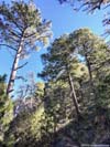 High Trees along Trail
