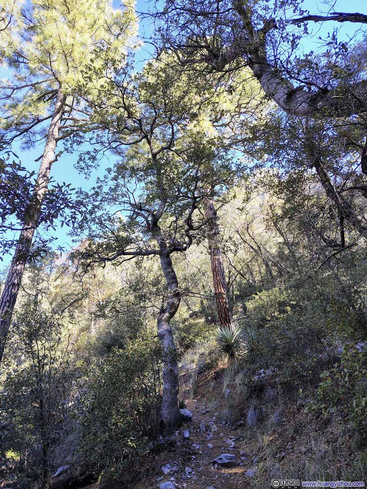 Twisted Tree along Trail