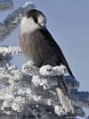 Gray Jay