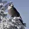 Gray Jay