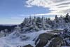 Snow-Covered Shrubs on Mt Jackson