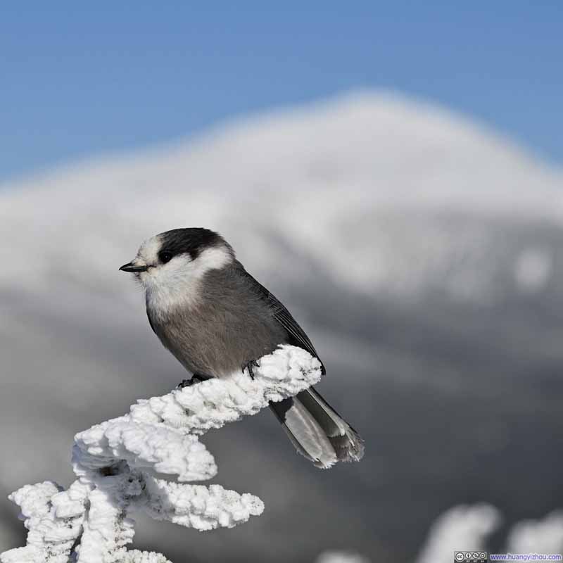 Gray Jay