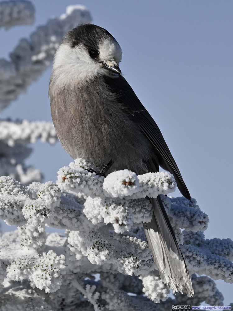 Gray Jay