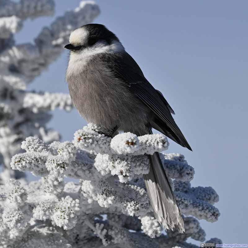 Gray Jay