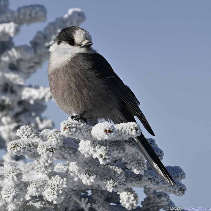 Gray Jay