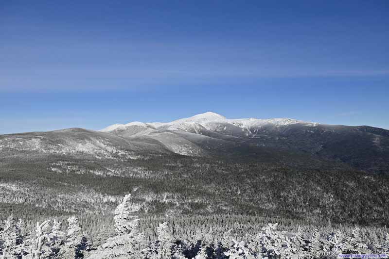 Forests along Presidential Range