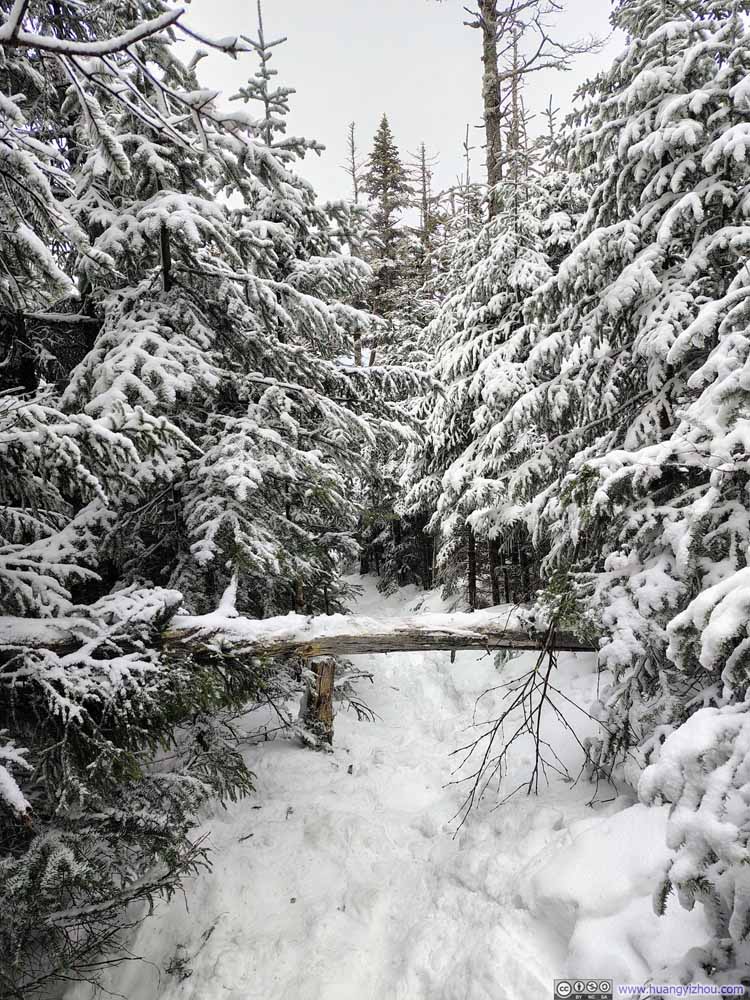 Obstacle Along Trail