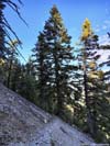 Trail