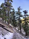 Snow along Trail