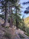 Trail