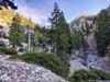 Trees in Icehouse Canyon