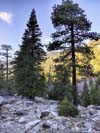 High Trees along Trail