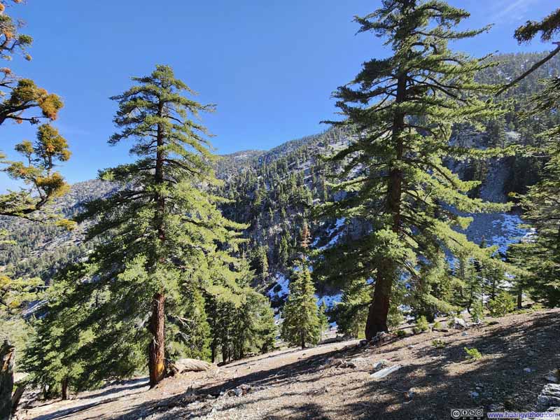 Trees along Trail