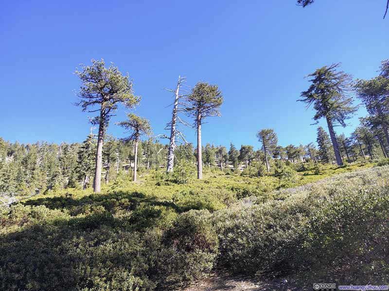 Trees along Trail