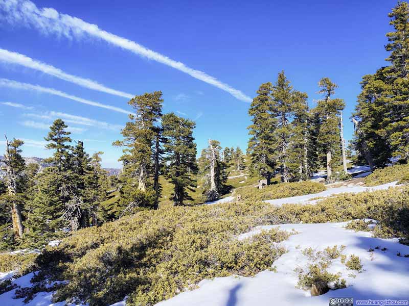 Trees Scattered among Field of Snow