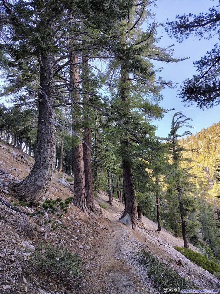 Trail