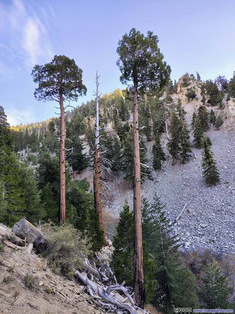 High Trees