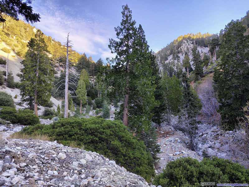 Trees in Icehouse Canyon