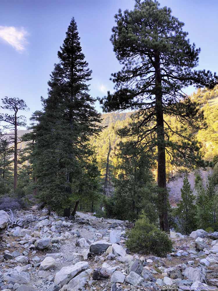 High Trees along Trail
