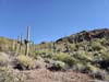 Saguaros along Trail
